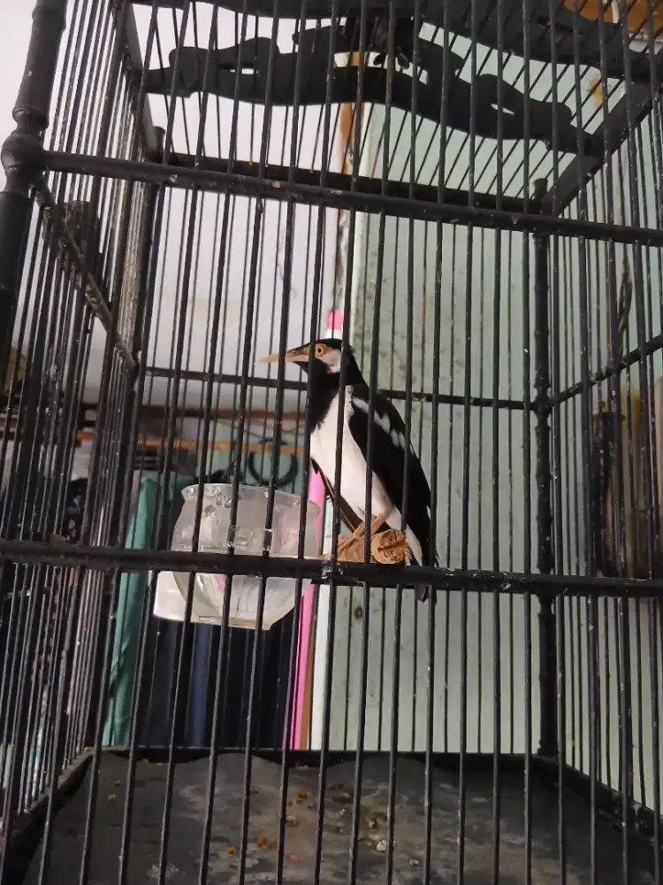Burung jalak suren