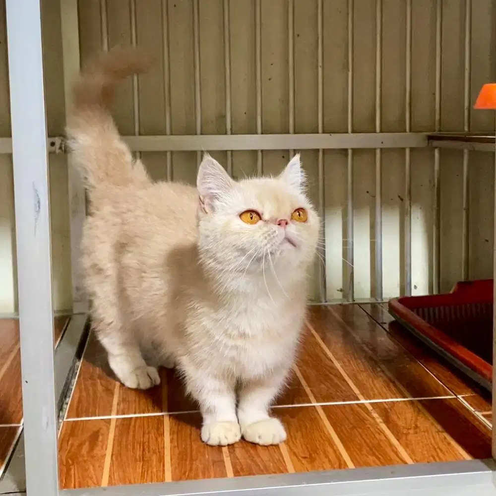 Kucing Munchkin BSH