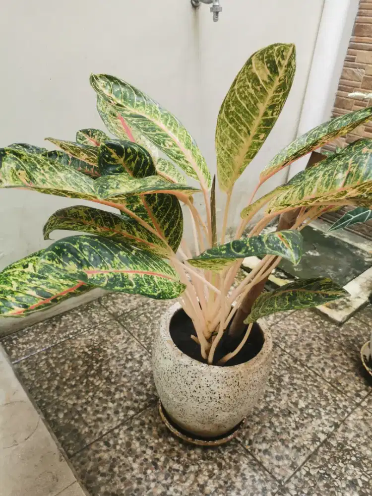 Sri Rejeki / Aglaonema (Tanaman hias)