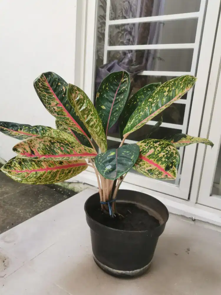 Sri Rejeki /	Aglaonema (Tanaman hias)