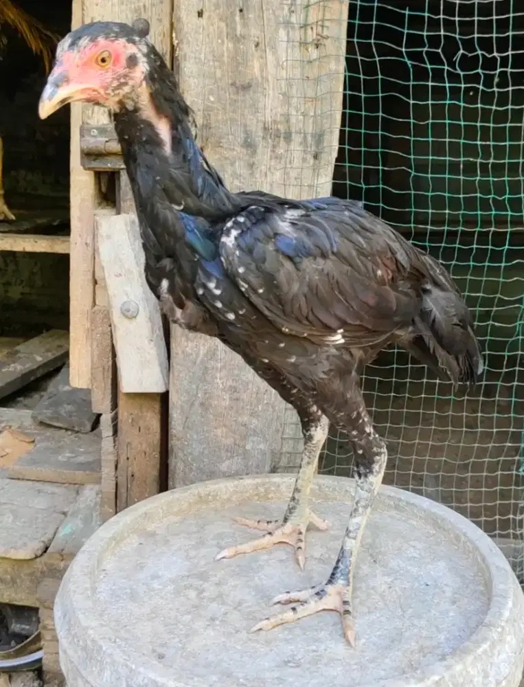 Ayam khoytrad 3bln