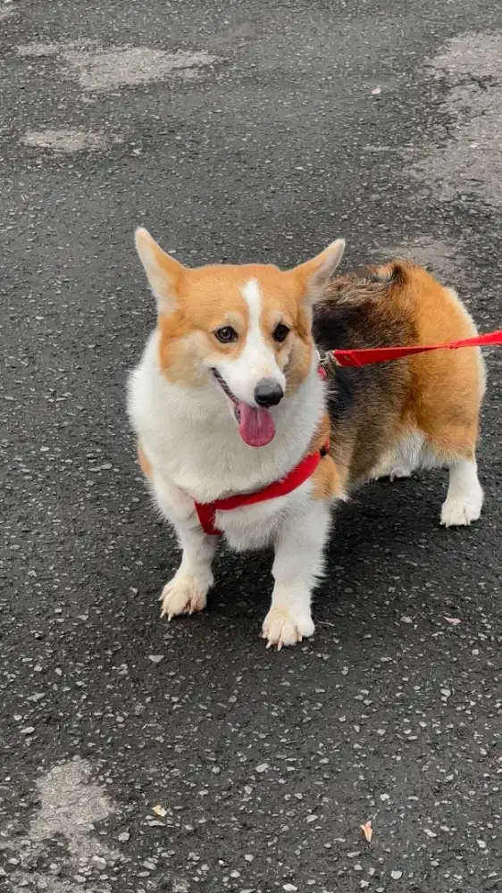 Pembroke Welsh Corgi betina