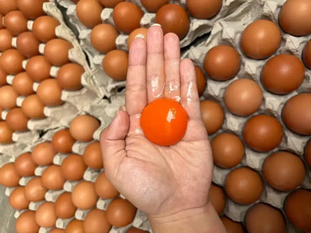 Sales/Reseller Telur Omega3 Cikarang