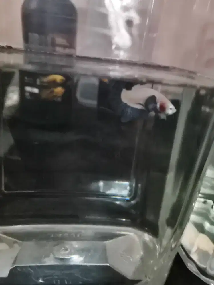Cupang Betta Fish Blue Rim