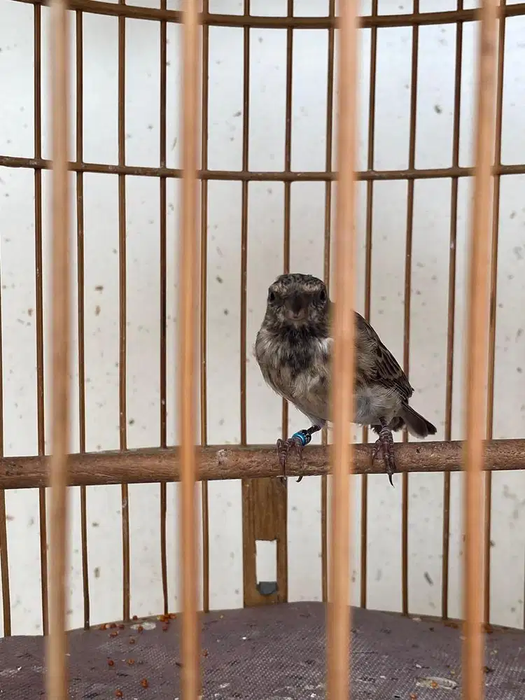 Burung Blackthrout Sombos