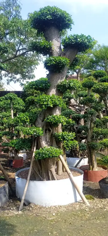 Penjual segala macam bongsay