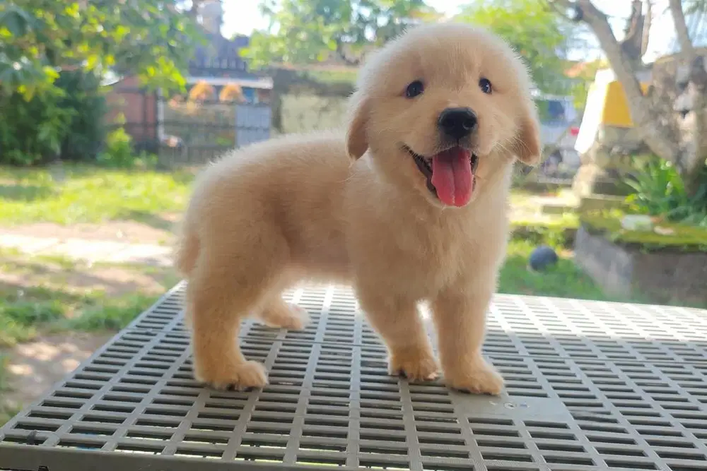 Puppy Female Golden Retriever