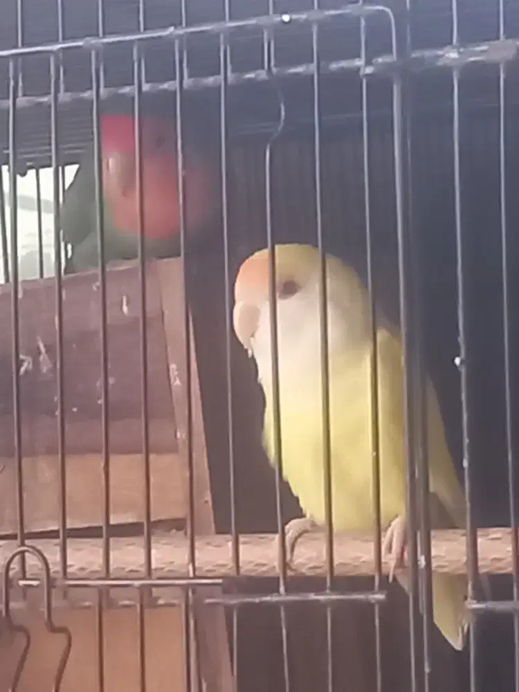 Sepasang  love bird Holand
