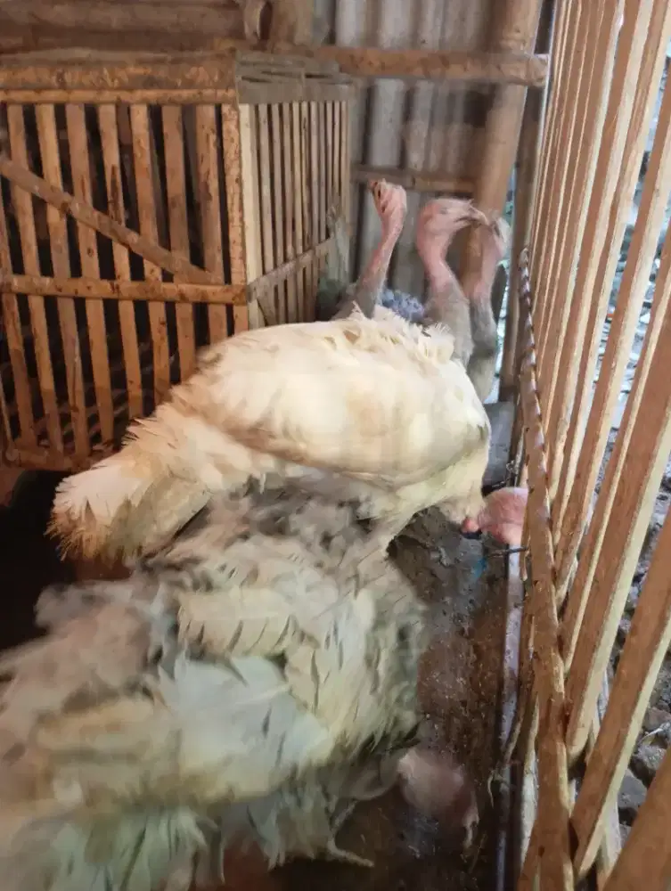 Ayam Kalkun siapan