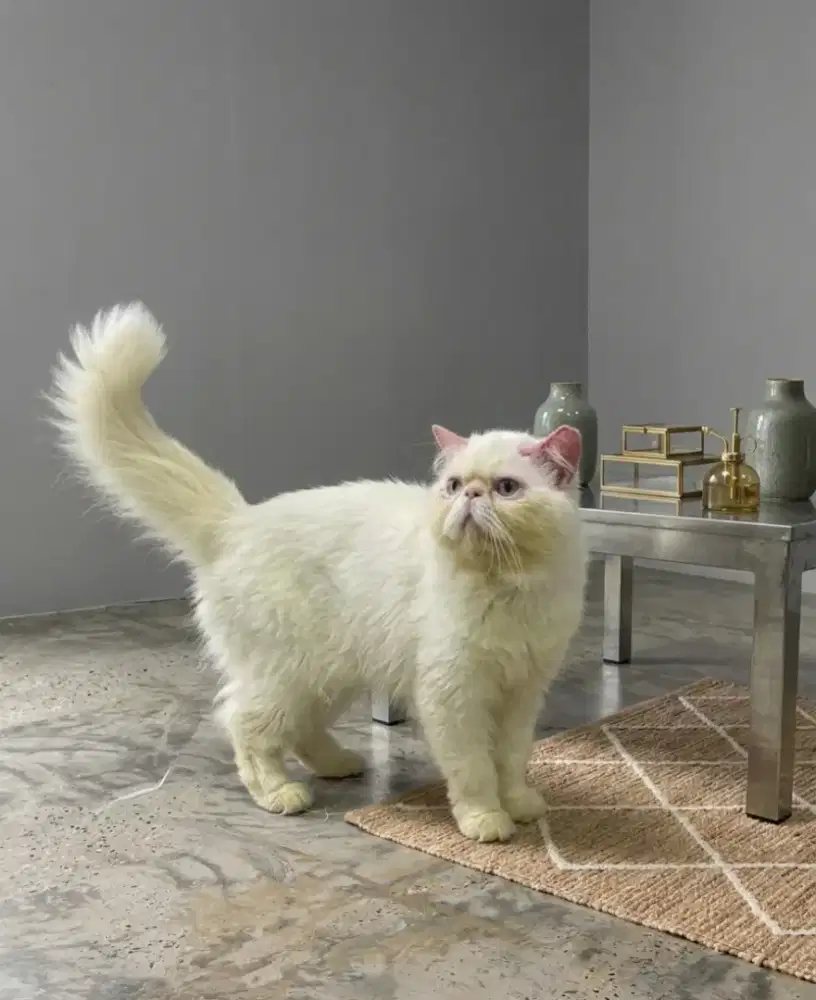 Persian peaknose longhair