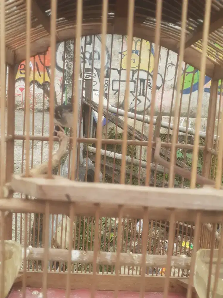 Jual burung Ciblek kristal fulset