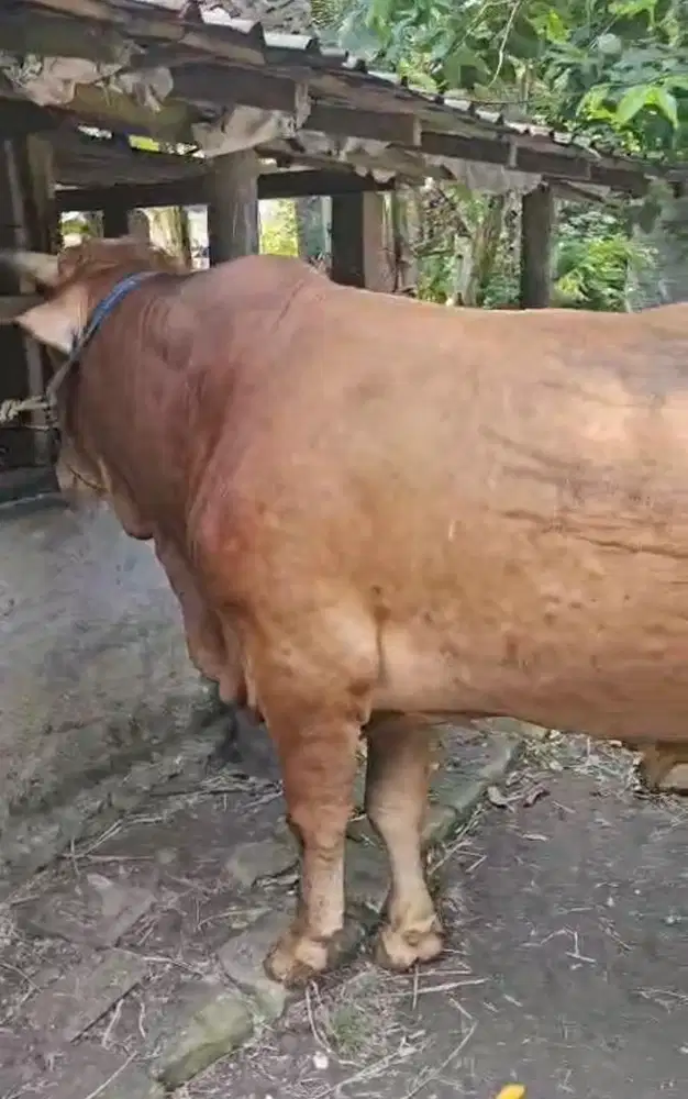Sapi Kurban | Limosin Cross 660kg - Jofit Frm