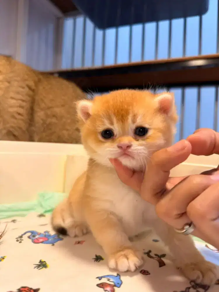 British Shorthair Golden Bloodline Rusia