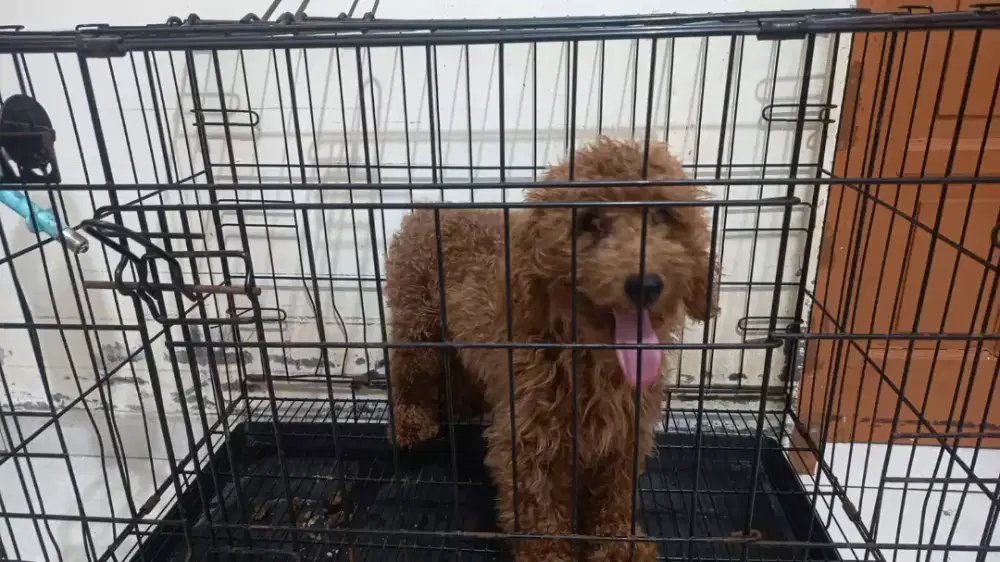 anjing poodle bulu kriwil