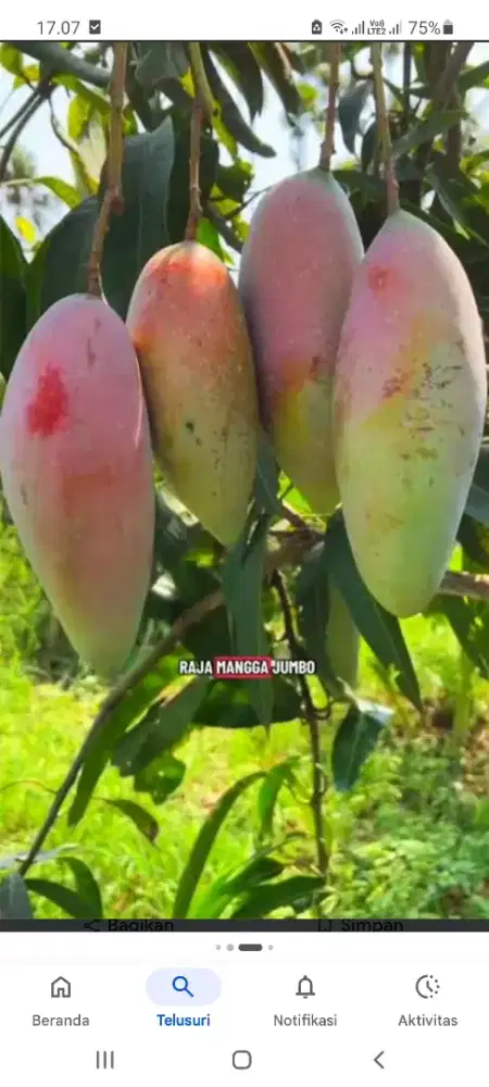 Jual Mangga Kiojay Madu Jumbo Thailand MERAH 1kilo isi :1buah =50rb