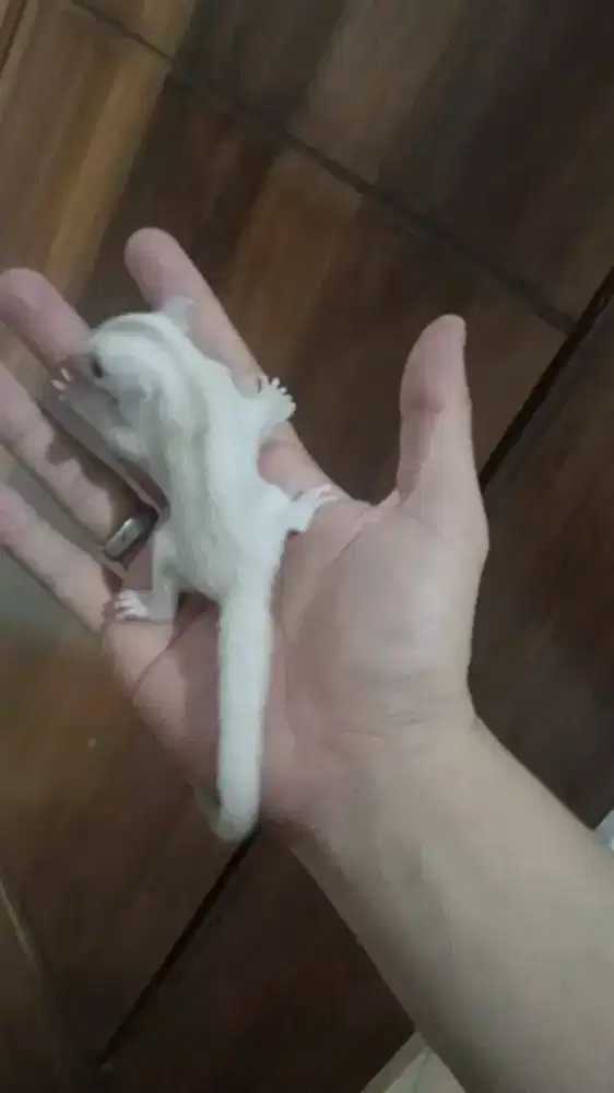 Sugar glider creamino betina 1 bulan