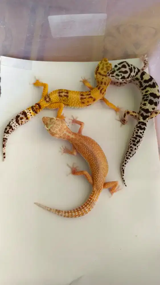 Gecko dewasa 3 ekor