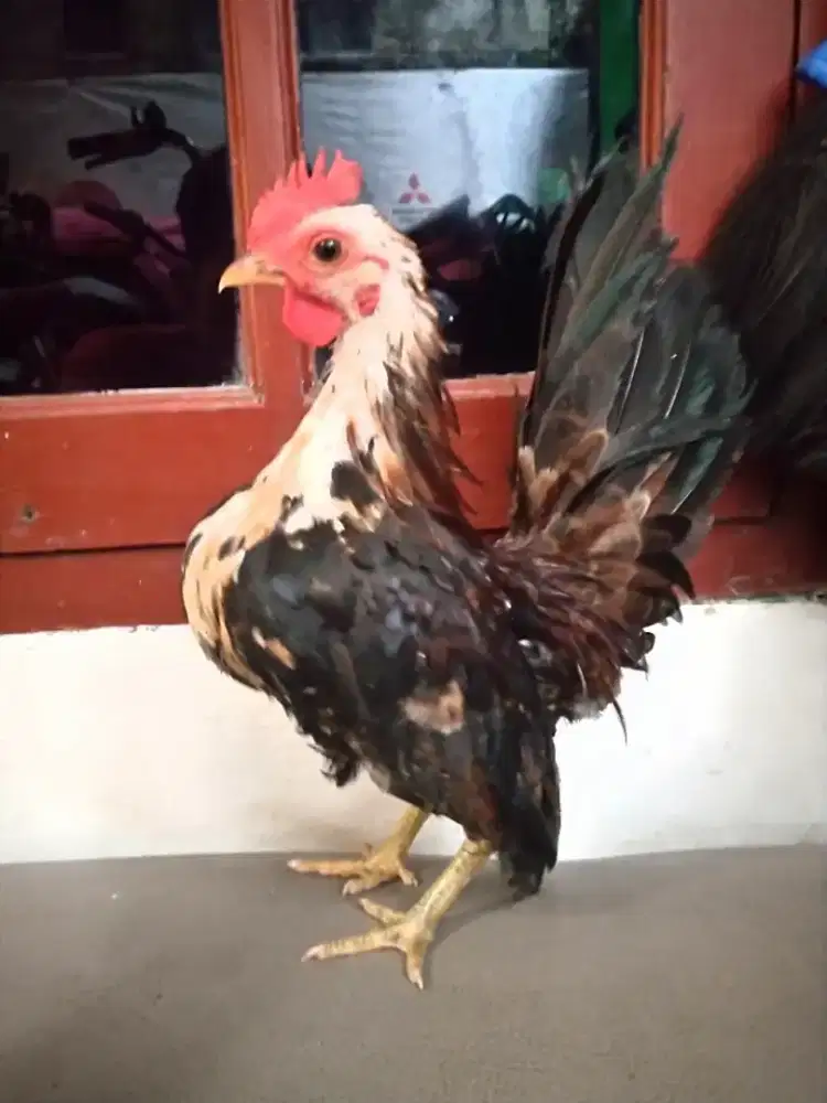 Ayam Serama asli jantan.mini.siap kirim2.di Jakarta Selatan