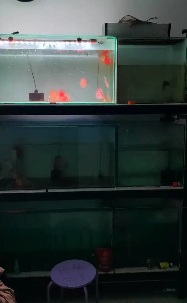 Aquarium ikan hobi