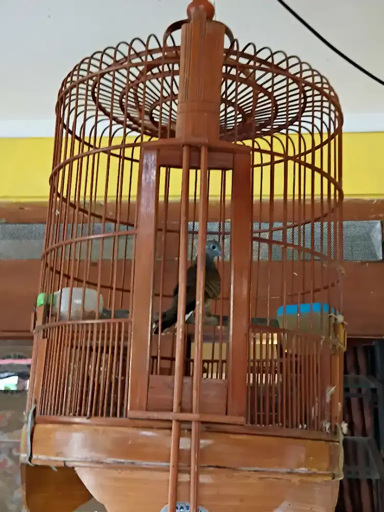 PERKUTUT KALUNG KEMBEN / KALUNG USUS KOMPLIT SANGKAR.