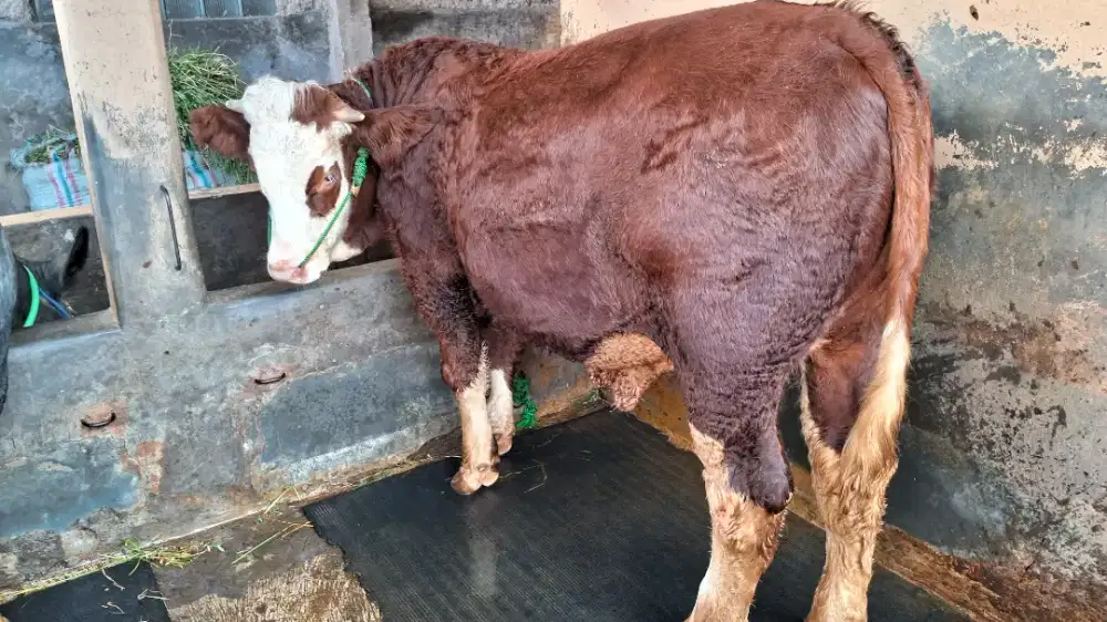 Sapi Qurban Malboro