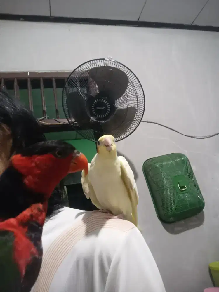 Falk / parkit Australia merah pala hitam