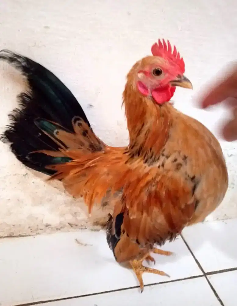 Ayam Serama asli jantan di Jagakarsa Jakarta Selatan
