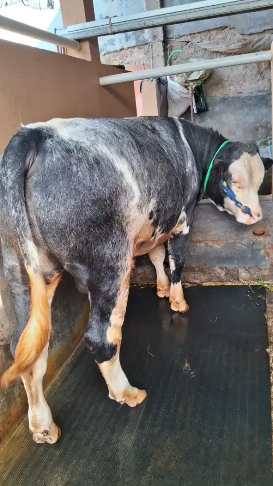 Sapi Qurban Belgian Blue