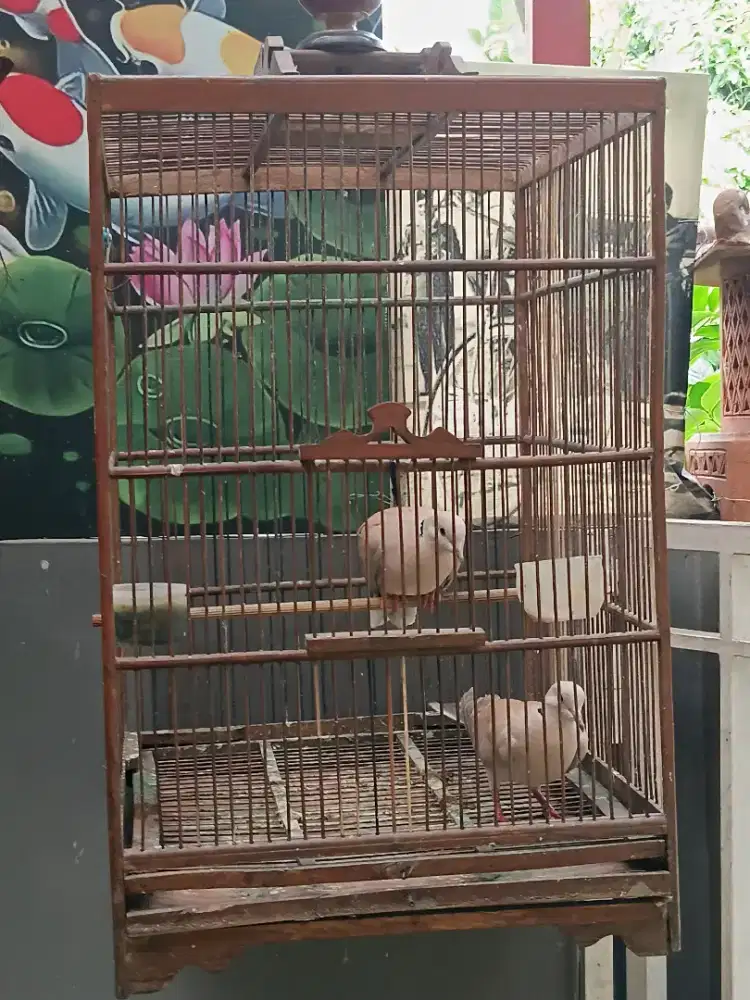 SEPASANG BURUNG PUTER PELUNG REMAJA,KOMPLIT SANGKAR.