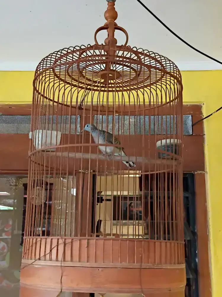 PERKUTUT SURUNG DRAJAT KOMPLIT SANGKAR.