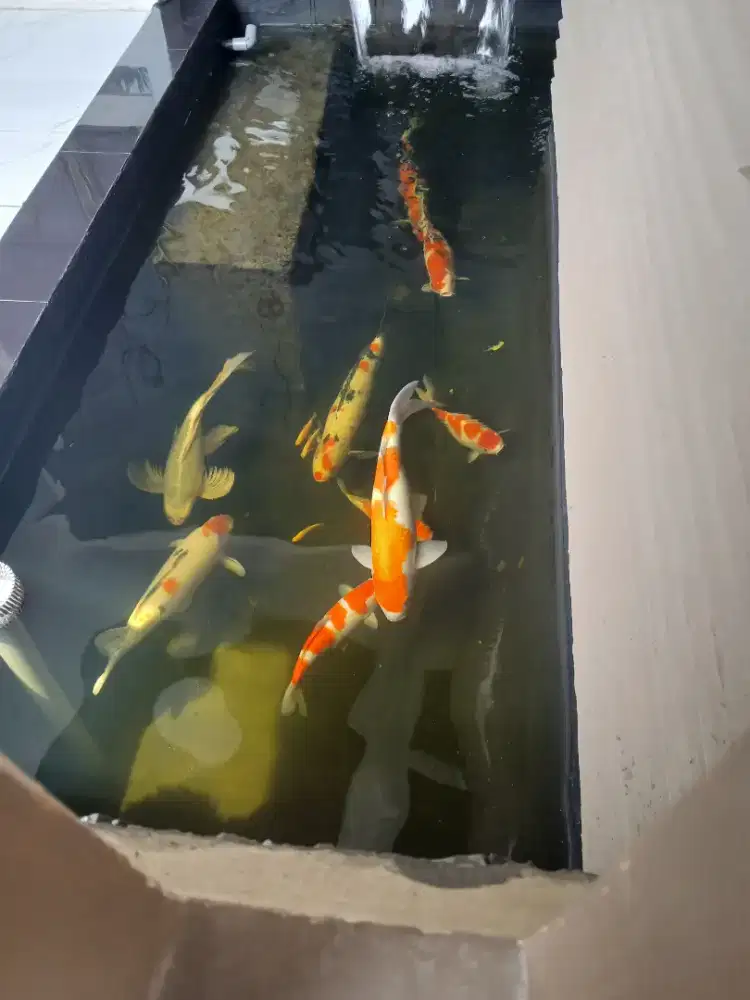Ikan koi jumbo bulky