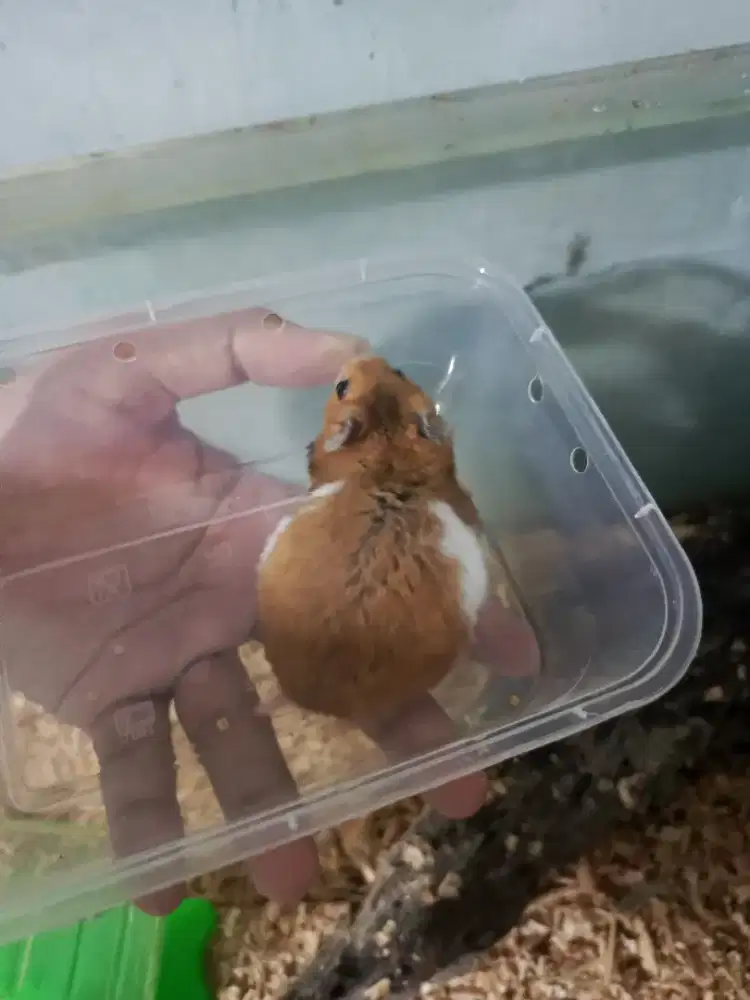 hamster syriann