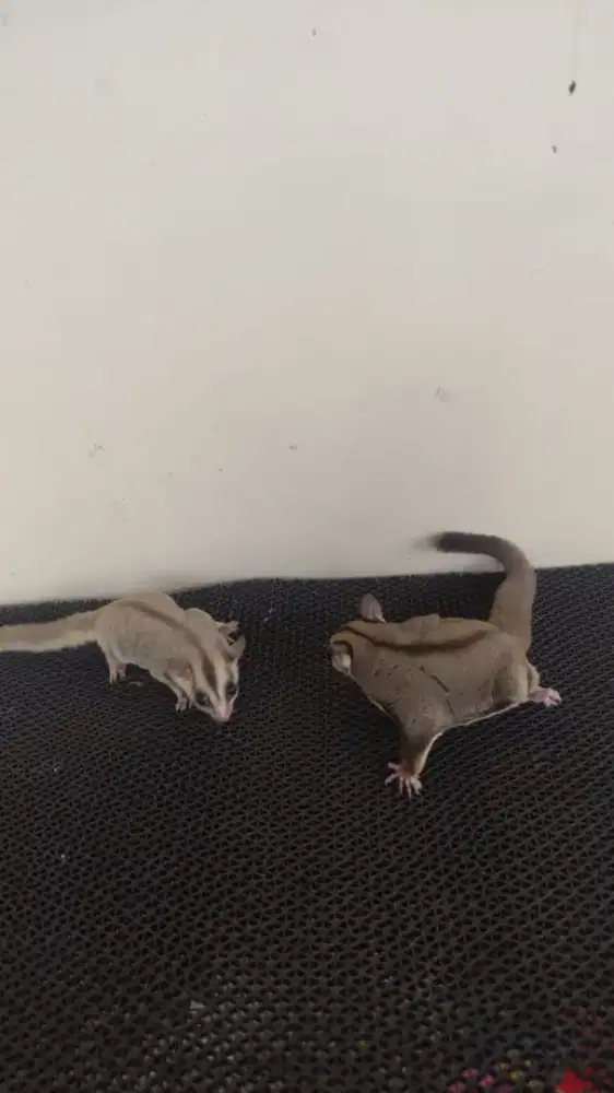 sugar gliderrrr