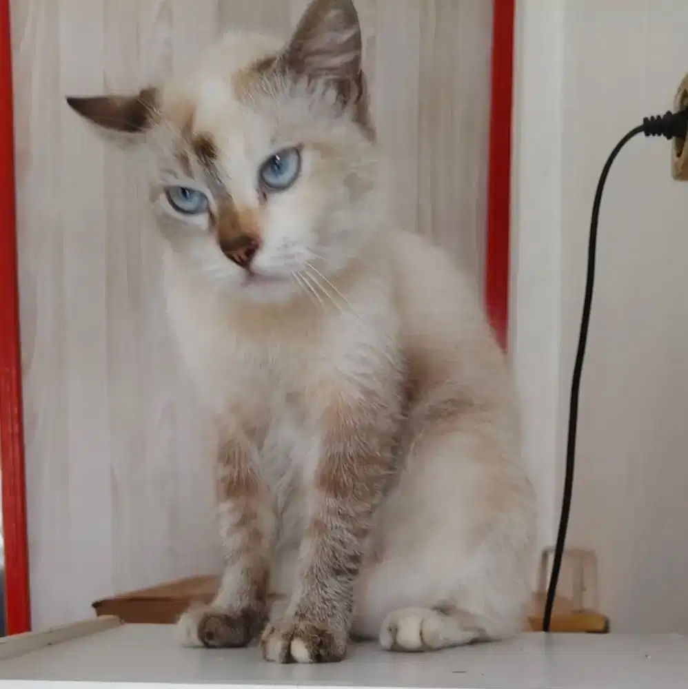 Kucing betina siam mix