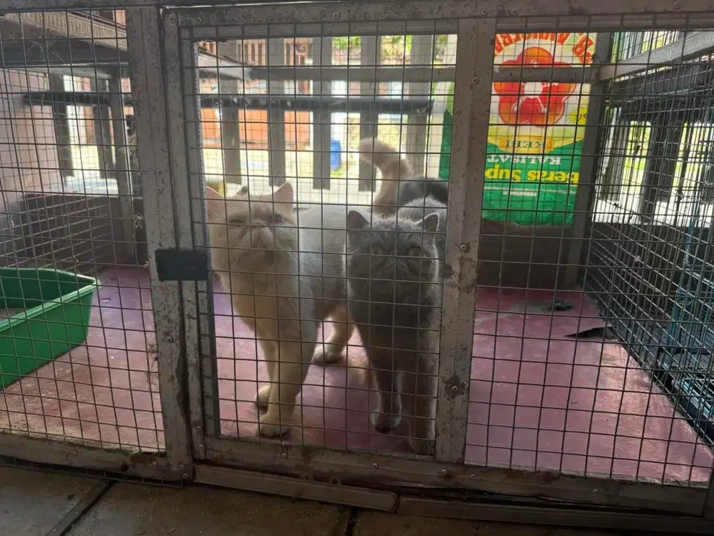 kucing persia exotic peaknose satu pasang ped ica