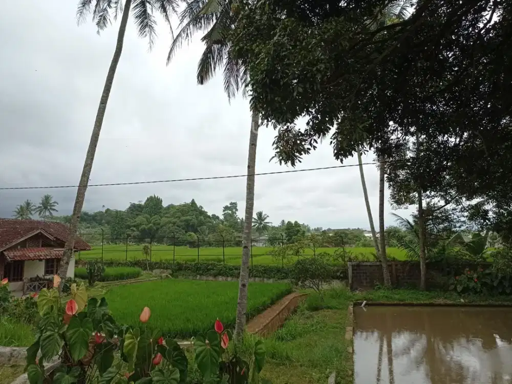 Dijual Tanah Dan Sawah Di Sukabumi Cocok Untuk Investasi