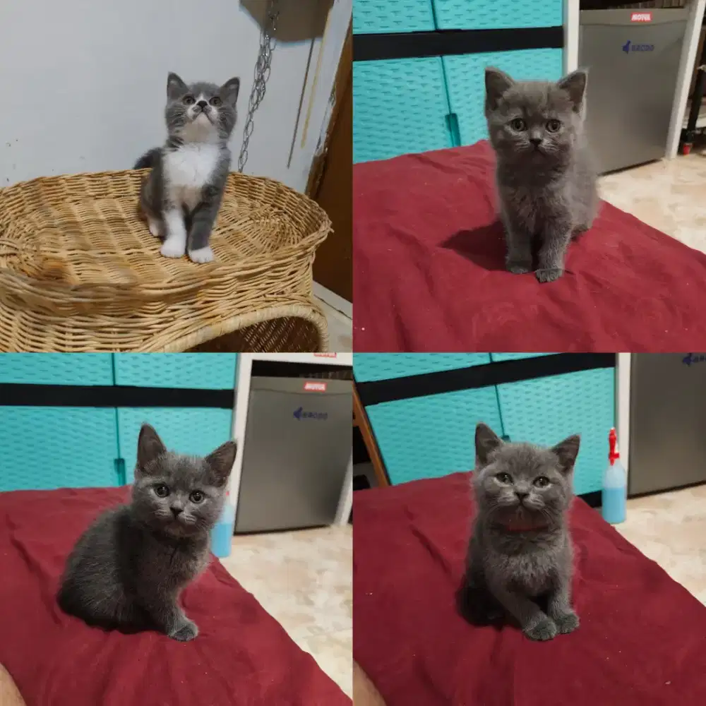 British shorthair