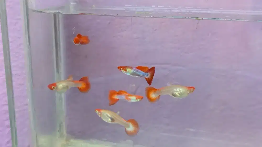 Guppy Koi Borongan