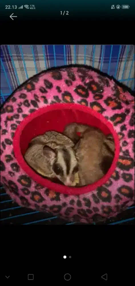 jual sugar glider cwo'an