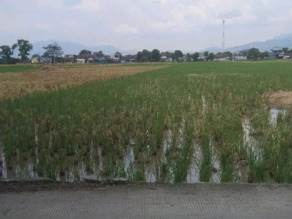 Sawah Produktip bisa untuk pembangunan dll di Cisaradan, Solokan Jeruk, Majalaya Ref.05443