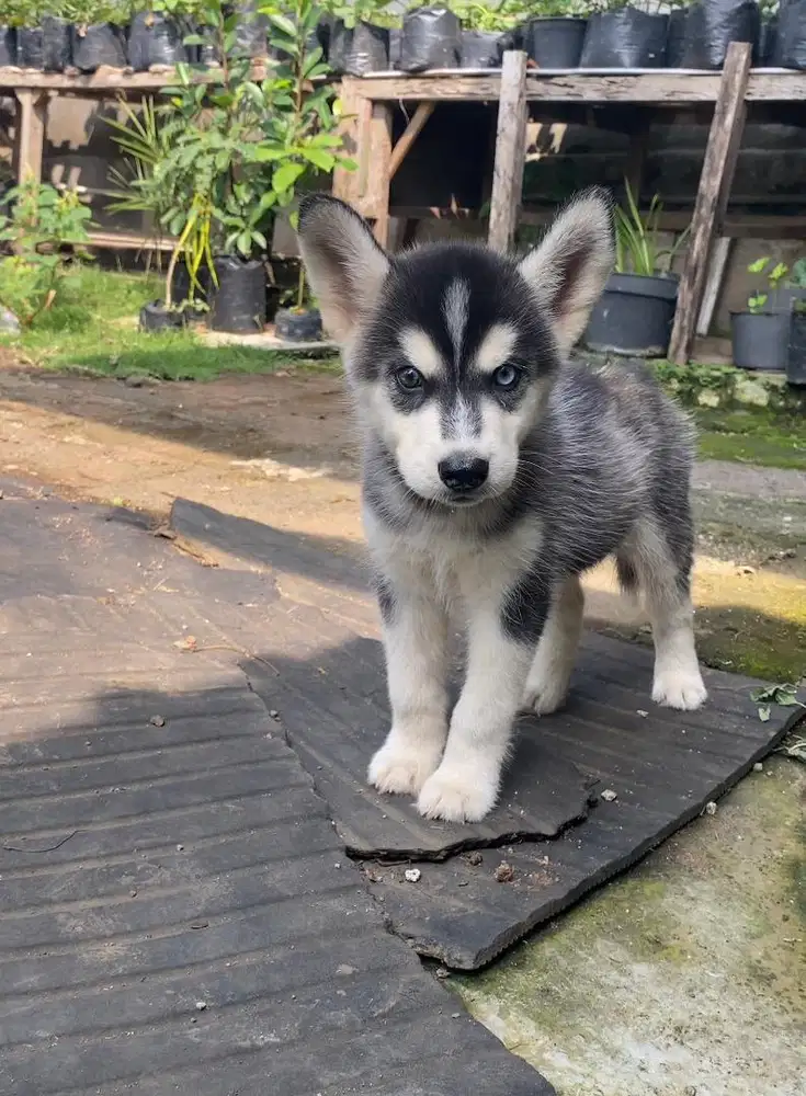 HUSKY SISA 3 EKOR
