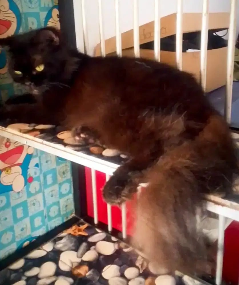 Kucing Persia Betina Black solid