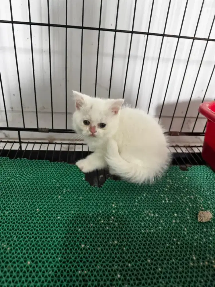 kitten bsh white