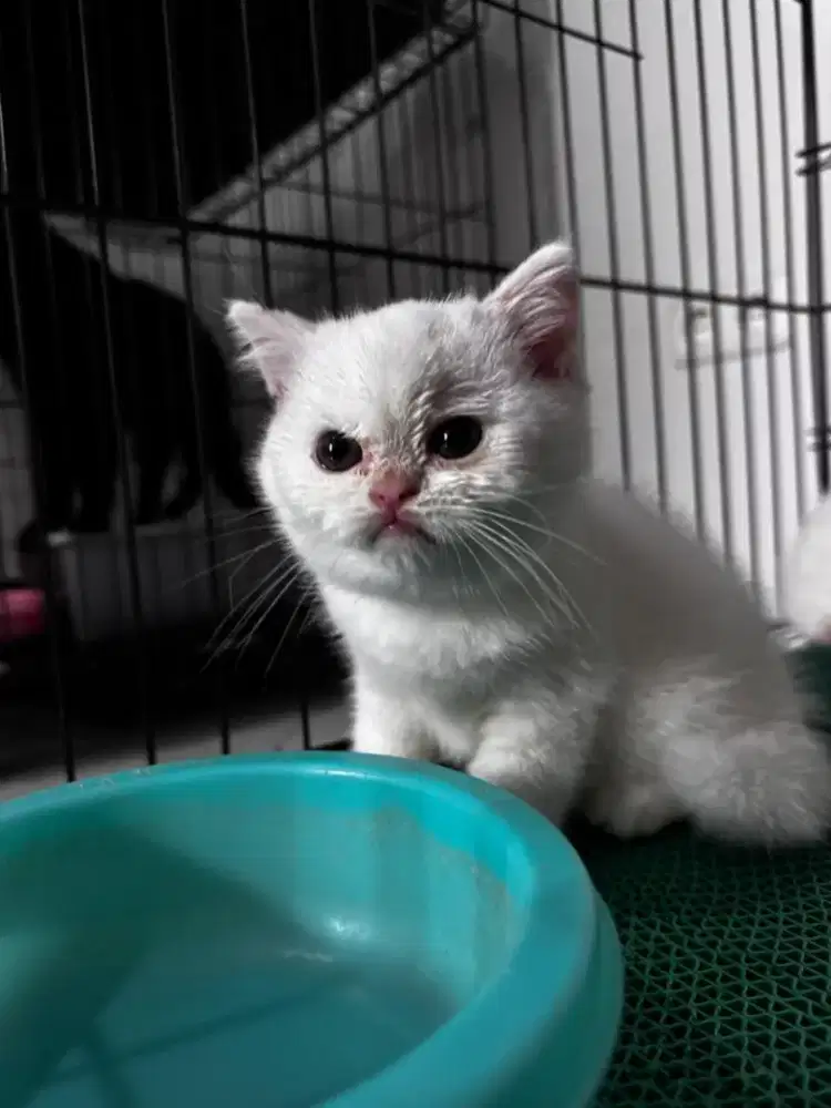 kitten bsh white