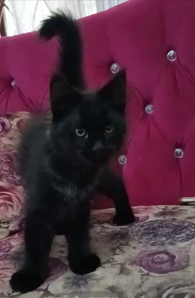 Kucing kitten lucu