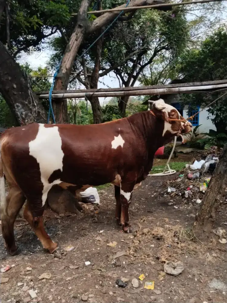 Sapi sultan monster jumbo 800kg up