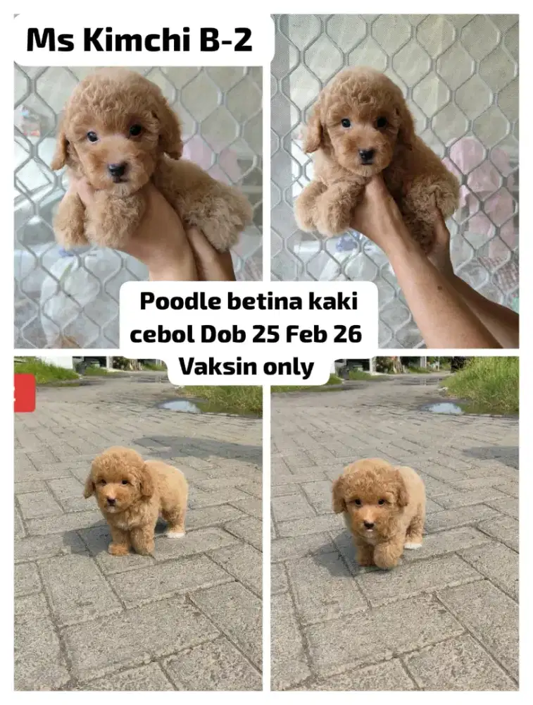 Jual toy poodle betina