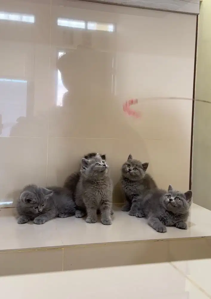 British shorthair