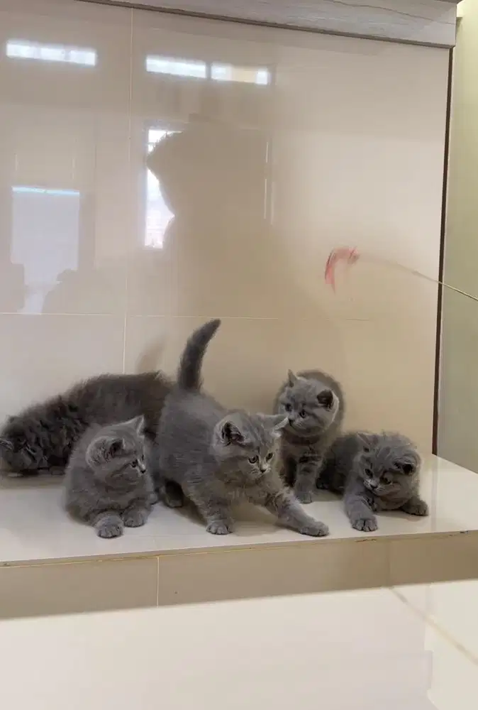 British shorthair