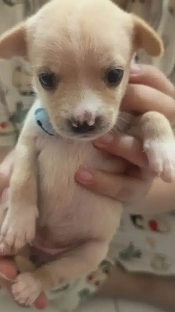 Jual anak anjing Chihuahua x shitzu